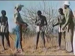 MAXI galos AFRICANOS
